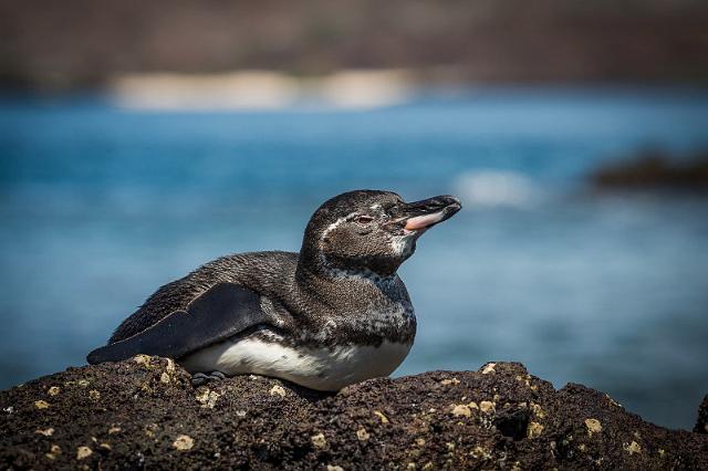 107 Bartolome, galapagospinguin.jpg